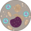 Normal cell structure